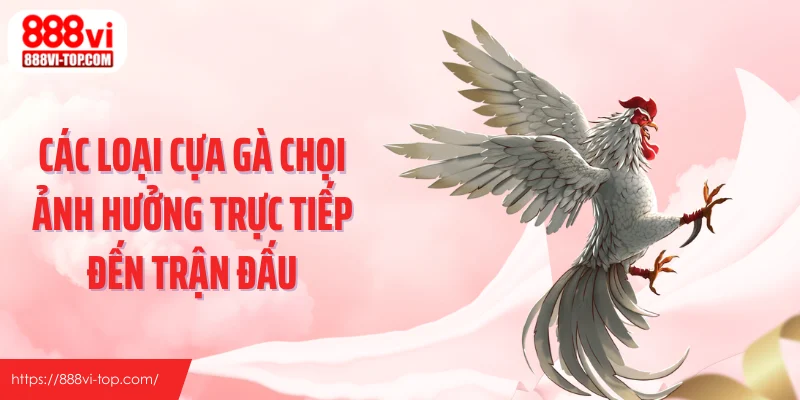 Các loại cựa gà chọi ảnh hưởng trực tiếp đến trận đấu