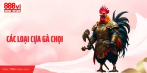 Các Loại Cựa Gà Chọi - Hiểu Đúng Để Đọc Trận Chính Xác Hơn