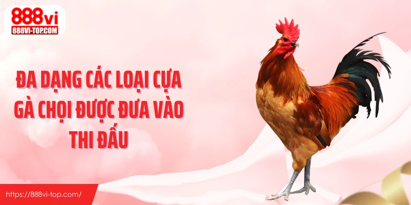 Đa dạng các loại cựa gà chọi được đưa vào thi đấu