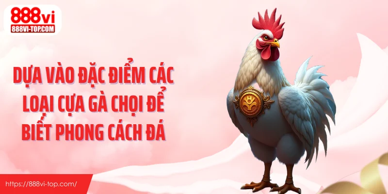 Dựa vào đặc điểm các loại cựa gà chọi để biết phong cách đá