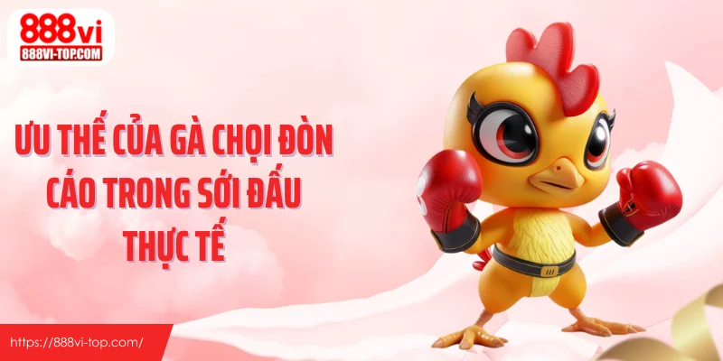 Ưu thế của gà chọi đòn cáo trong sới đấu thực tế